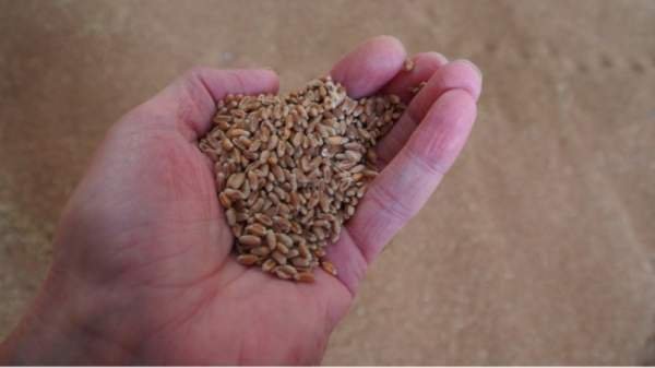 Производители уже продают зерно по более низким ценам