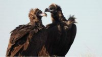 Птенец черного грифа вылупился в Болгарии спустя 36 лет после объявления вида исчезнувшим